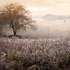 Sarah Medway Landscape photography Bough Beech Kent